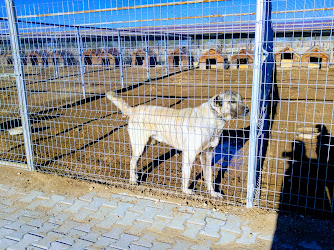 Kangal Kaymakamlığı Köpek Yetiştirme Çiftliği