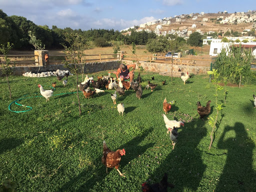 Perim-Cumhur Erkaya Çiftlik Evinden Doğal Yumurta