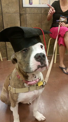 Pet Supply Store «PetSmart», reviews and photos, 7290 W Bell Rd, Glendale, AZ 85308, USA