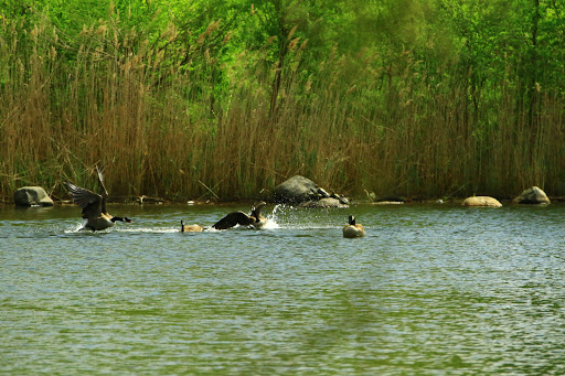 Park «Prospect Park Carousel», reviews and photos, 95 Prospect Park West, Brooklyn, NY 11225, USA