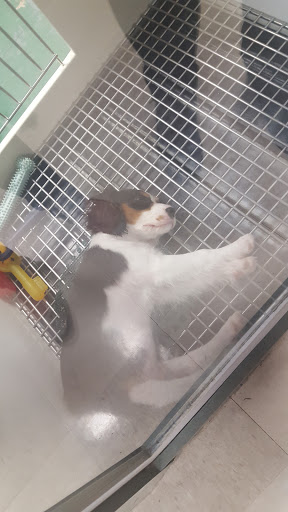 Pet Store «Petland», reviews and photos, 7030 Bandera Rd, San Antonio, TX 78238, USA