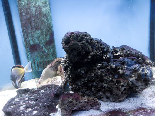 Tropical Fish Store «Something Fishy», reviews and photos, 954 S Wayne Rd, Westland, MI 48186, USA