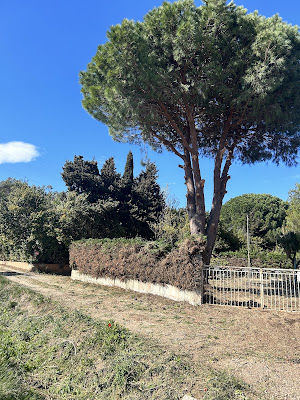 king Elagage 34 Élagueur Paysagiste à Sérignan