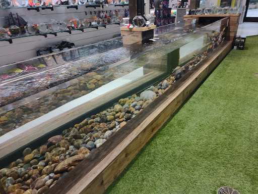 Tropical Fish Store «Fish Gallery», reviews and photos, 6955 Greenville Ave, Dallas, TX 75231, USA