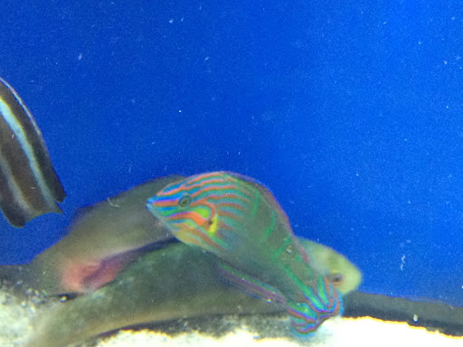 Tropical Fish Store «BluReef Aquarium», reviews and photos, 2198 Flatbush Ave, Brooklyn, NY 11234, USA