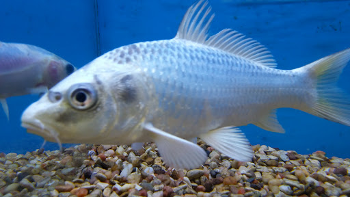 Pet Supply Store «Petco Animal Supplies», reviews and photos, 8966 S Broadway Ave #112, Tyler, TX 75703, USA