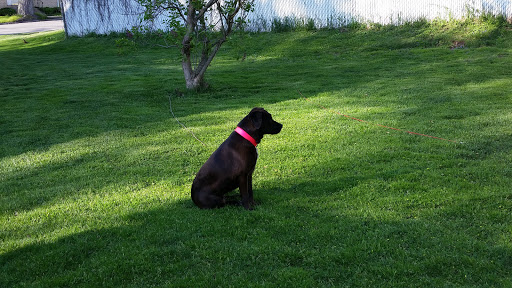 Pet Supply Store «Petco Animal Supplies», reviews and photos, 1145 N Hermitage Rd, Hermitage, PA 16148, USA