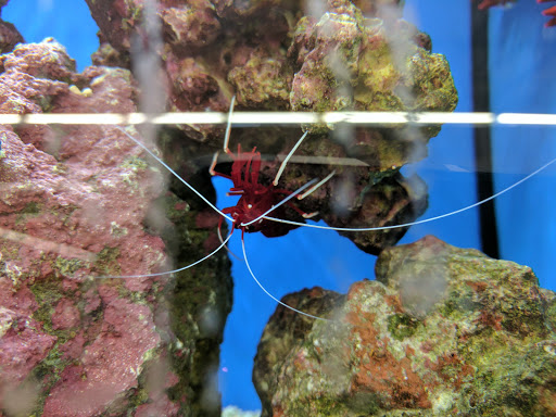 Pet Supply Store «Petco Animal Supplies», reviews and photos, 2131 Pleasant Hill Rd, Duluth, GA 30096, USA