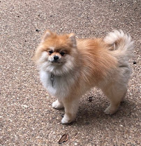 Personal Pet & Home Care - Photo 5 - Car repair in Allen, TX, Dallas