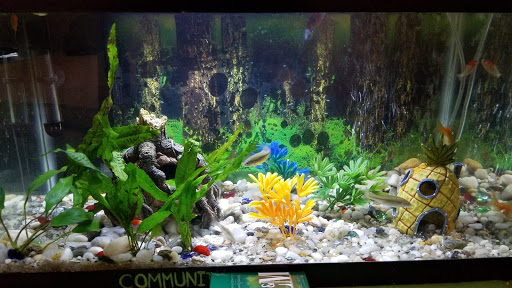 Pet Supply Store «Petco Animal Supplies», reviews and photos, 1100 Middle Country Rd, Selden, NY 11784, USA