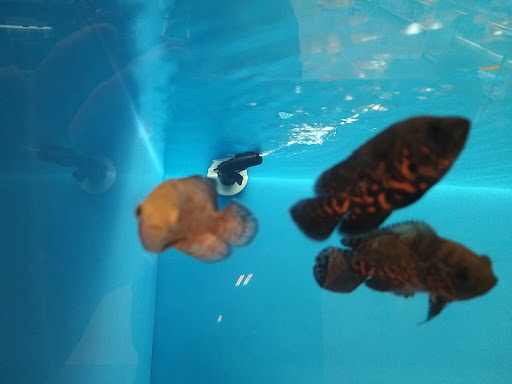 Pet Supply Store «PetSmart», reviews and photos, 2601 Housley Rd, Annapolis, MD 21401, USA