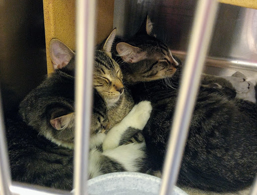 Pet Supply Store «PetSmart», reviews and photos, 5013 S Cleveland Ave, Fort Myers, FL 33907, USA