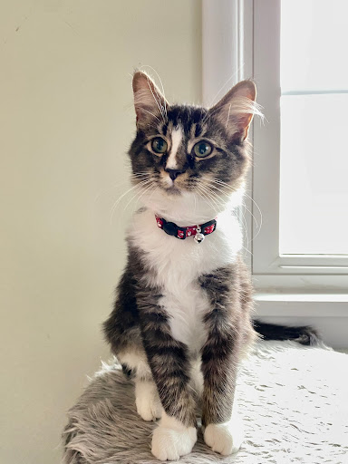 Animal Shelter «One of A Kind Pet Rescue», reviews and photos, 1929 W Market St, Akron, OH 44313, USA