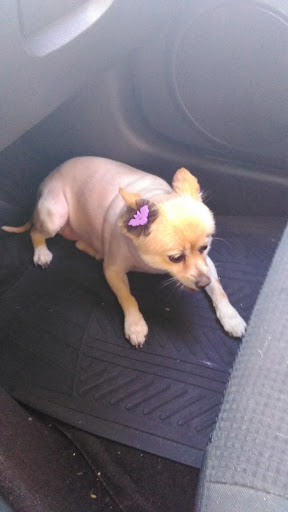 Pet Supply Store «PetSmart», reviews and photos, 2389 Taylor Park Dr, Reynoldsburg, OH 43068, USA