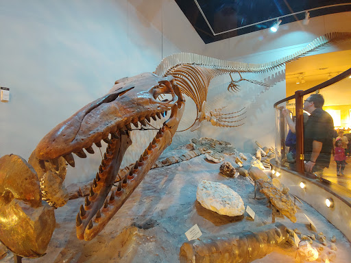 Museum «Texas Memorial Museum», reviews and photos, 2400 Trinity St, Austin, TX 78705, USA