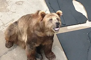 Cherokee Bear Zoo image