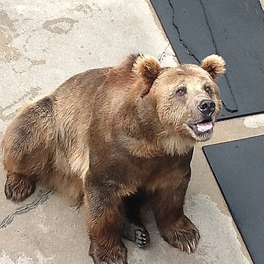 Cherokee Bear Zoo