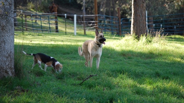 Sierra Nevada Dog Training