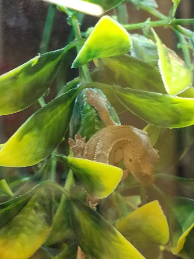 Pet Supply Store «PetSmart», reviews and photos, 1020 Market Pl Blvd, Cumming, GA 30041, USA