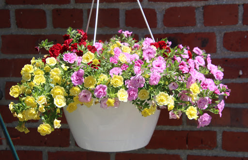 Plant Nursery «Argyle Flower & Garden Ltd», reviews and photos, 185 W Main St, Babylon, NY 11702, USA