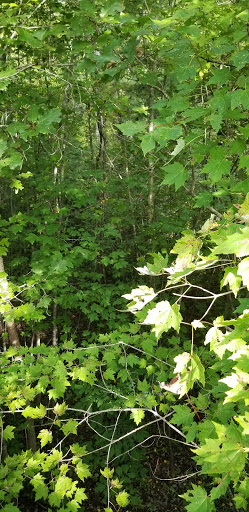 National Park «Blue Ridge National Heritage Area», reviews and photos, 195 Hemphill Knob Rd, Asheville, NC 28803, USA