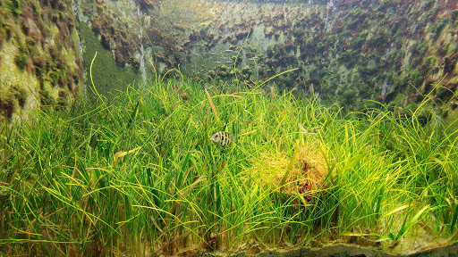 Aquarium «St. Lucie County Aquarium», reviews and photos, 420 Seaway Dr, Fort Pierce, FL 34949, USA