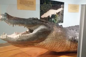 Bayou Terrebonne Waterlife Museum image