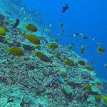 Review Tamarind Divers