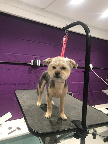 Unleashed Dog Grooming - Dog trainer