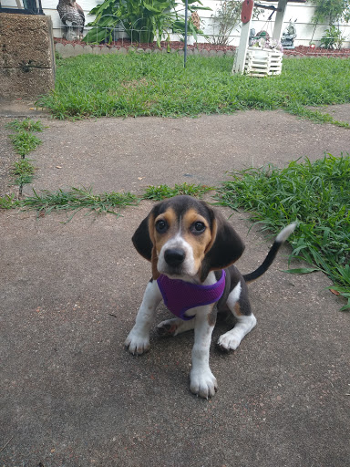 Pet Supply Store «Pet Supplies Plus», reviews and photos, 15311 Manchester Rd, Ballwin, MO 63011, USA