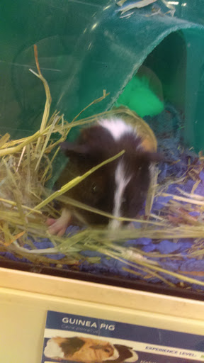 Pet Supply Store «PetSmart», reviews and photos, 10460 Town Center Dr, Westminster, CO 80021, USA