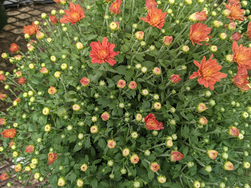 Wholesale Plant Nursery «Garden Fantasy», reviews and photos, 43250 Tyler Rd, Belleville, MI 48111, USA