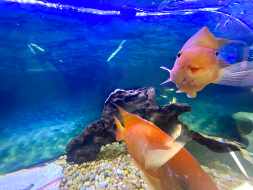 Tropical Fish Store «Lovely Pets Aquarium Store», reviews and photos, 69 Parkingway, Quincy, MA 02169, USA