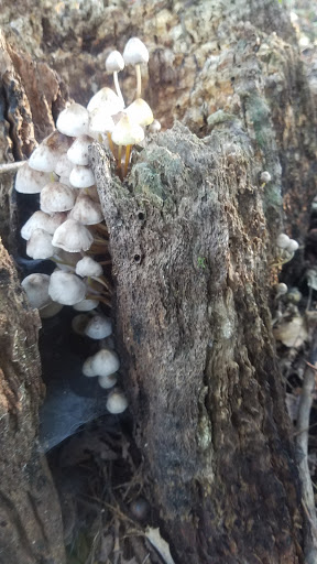 Nature Preserve «Sauk Trail Woods», reviews and photos, 3028 Forest Preserve Dr, Chicago Heights, IL 60411, USA