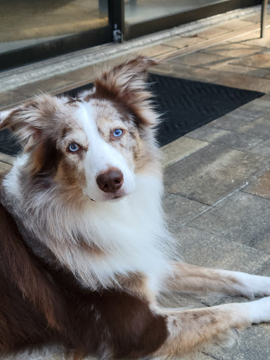 Pet Supply Store «Munchies Natural Pet Foods», reviews and photos, 3705 Tampa Rd # 11, Oldsmar, FL 34677, USA