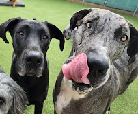 Precious Pets Salon & Doggie Daycare - Photo 5 - Car repair in Sioux Falls, SD, Sioux Falls