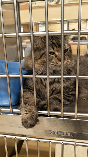 Pet Supply Store «PetSmart», reviews and photos, 14420 Farm to Market 2920, Tomball, TX 77377, USA