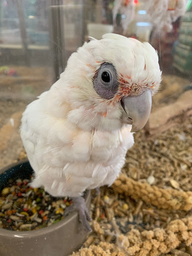 Pet Store «Carters Pet Mart», reviews and photos, 510 N Main St, Manteca, CA 95336, USA