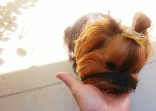 Clínica Veterinaria Duncan en Santander