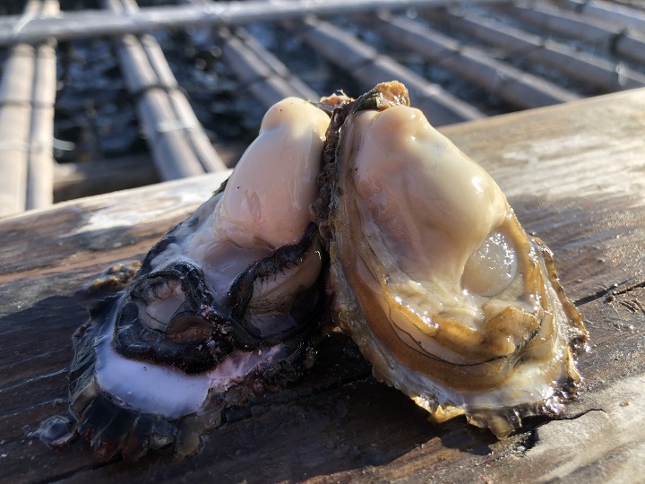 【日生の牡蠣】もんげーひなせ