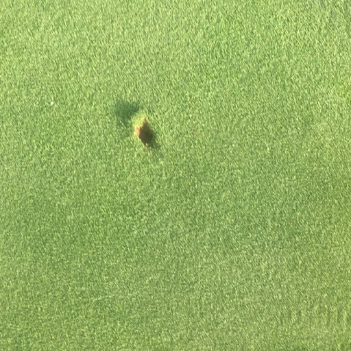 Golf Course «Forest Akers East Golf Course», reviews and photos, 2231 S Harrison Rd, East Lansing, MI 48823, USA