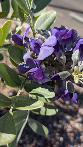 Park «Daley Park», reviews and photos, 1625 S College Ave, Tempe, AZ 85281, USA