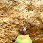 Photo n° 21 de l'avis de Severine.o fait le 23/08/2023 à 09:59 pour Bioparc de Doué-la-Fontaine à Doué-la-Fontaine