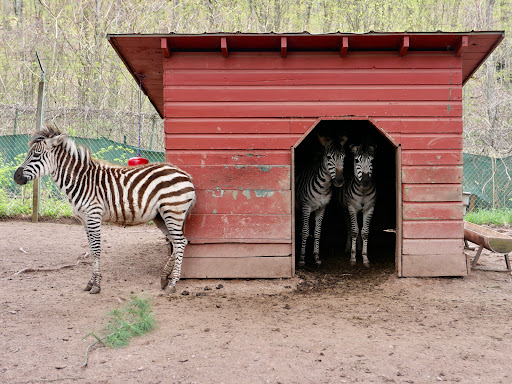 Zoo «Bailiwick Animal Park and Riding Stables», reviews and photos, 118 Castle Rd, Catskill, NY 12414, USA