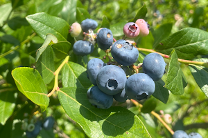 White Pine Berry Farm image