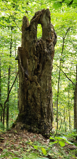 Nature Preserve «Eshqua Bog Natural Area», reviews and photos, Garvin Hill Rd, Woodstock, VT 05091, USA