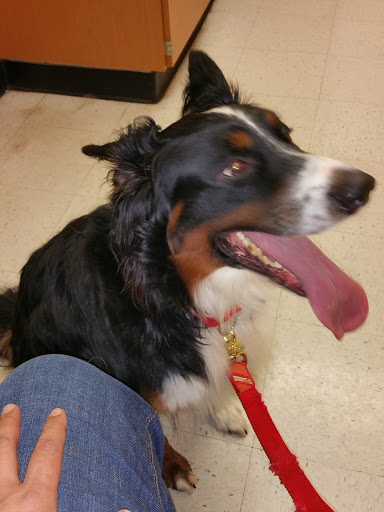 Pet Supply Store «PetSmart», reviews and photos, 3 McKenna Rd, Arden, NC 28704, USA