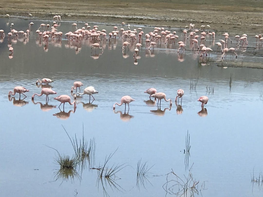 Arusha Holidays Safari