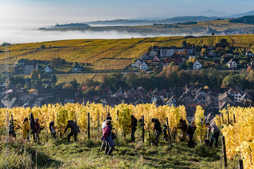 Louis SIPP - Grands Vins d'Alsace à Ribeauvillé