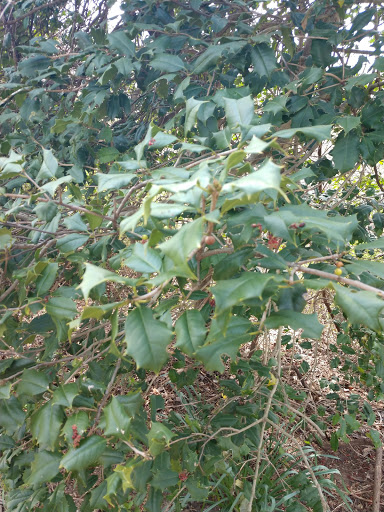 Golf Course «Paint Branch Golf Course», reviews and photos, 4690 University Blvd E, College Park, MD 20740, USA